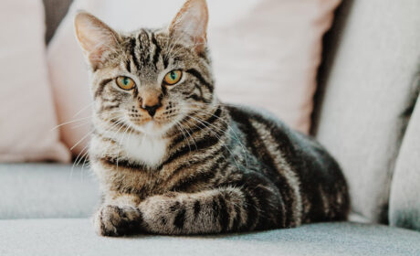 Quel impact a la maladie sur la durée de vie d’un chat atteint du coryza ?