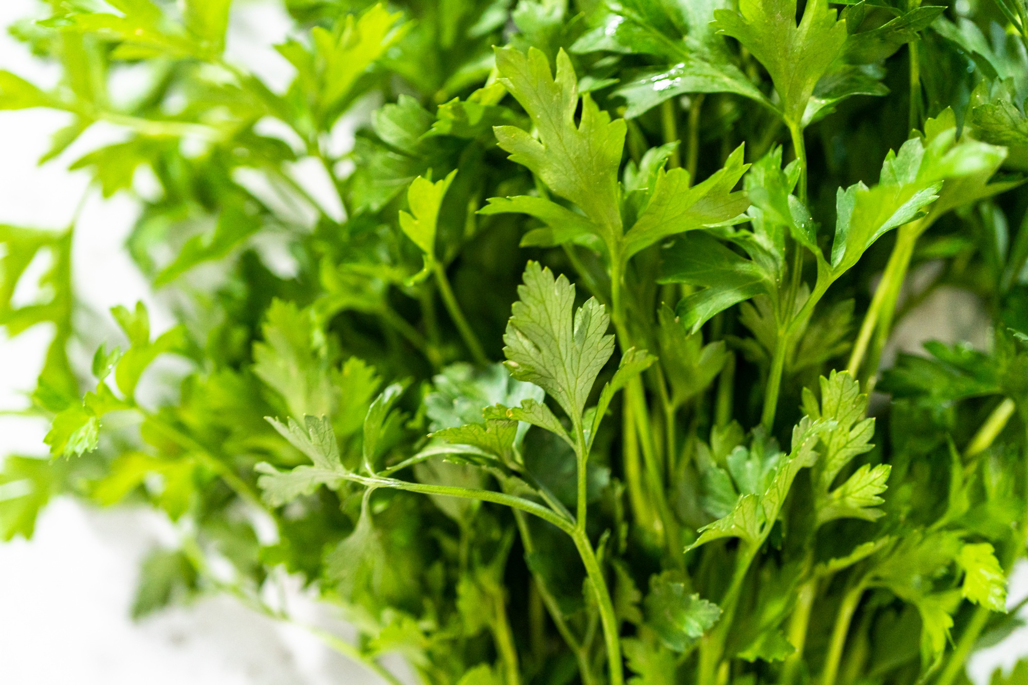 Fresh parsley