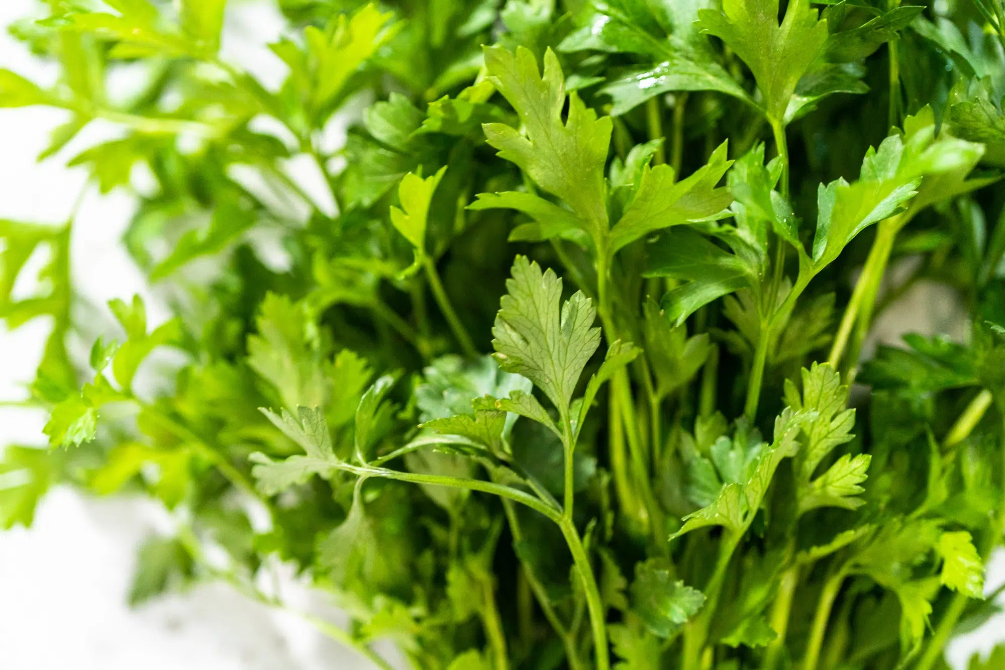 Fresh parsley