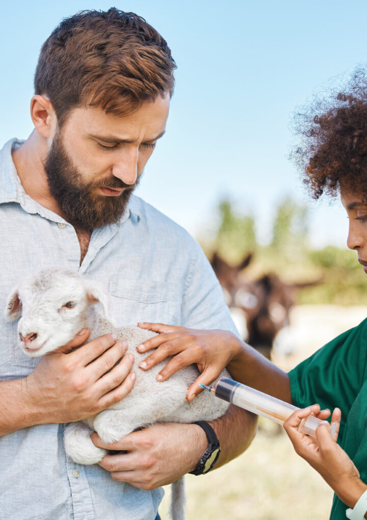 Les débouchés après une formation de soigneur animalier auxiliaire de santé animale