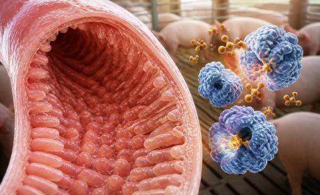 Phytase préventive : Comment elle améliore la santé intestinale des animaux